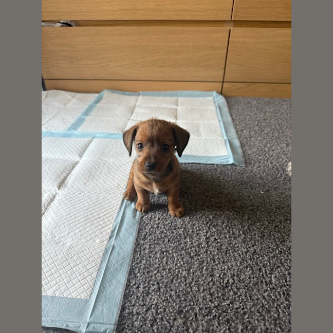 Photo of Brownie