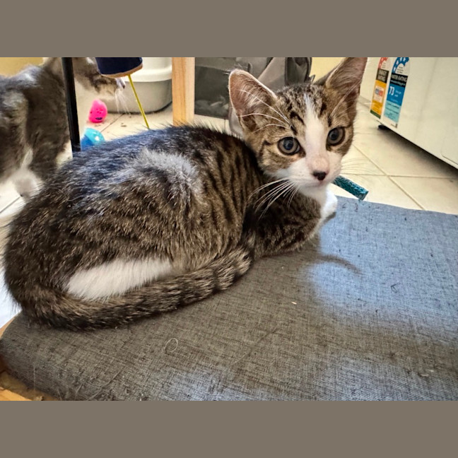 Photo of Dennis, Pablo, Picasso And Henry Ii