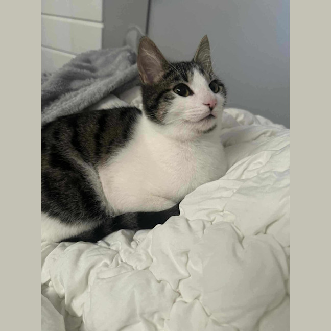 Photo of Felix