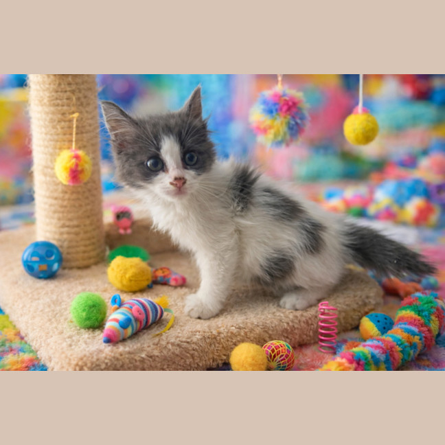 Photo of Grey And White Floof 