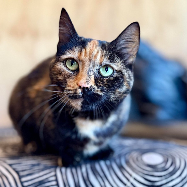 Photo of Nivvy   In Foster In Coburg