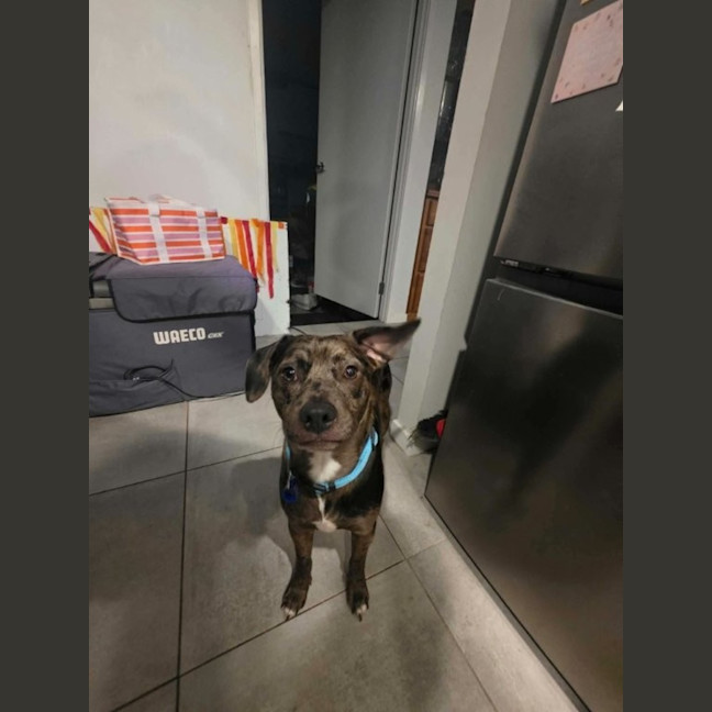 Photo of Crank   11 Month Old Dachshund X Staffy