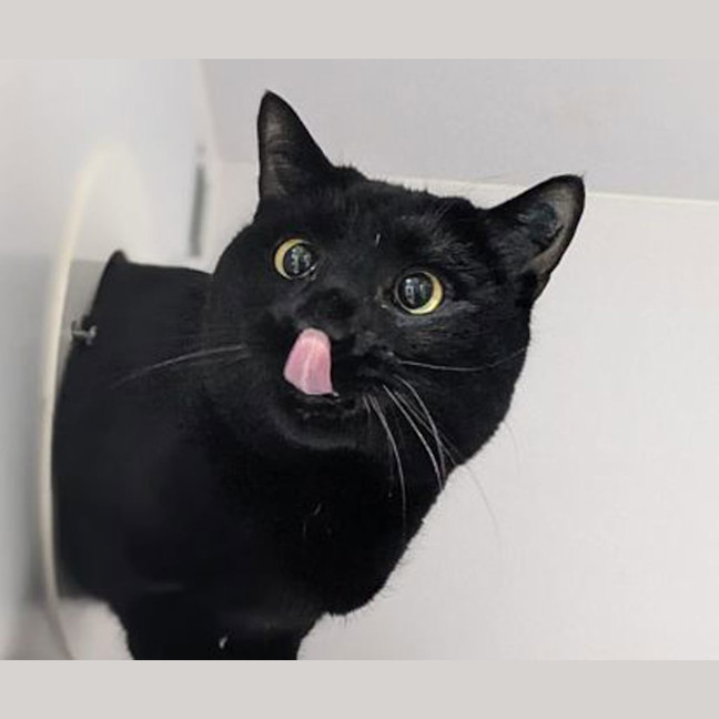 Photo of Mittens