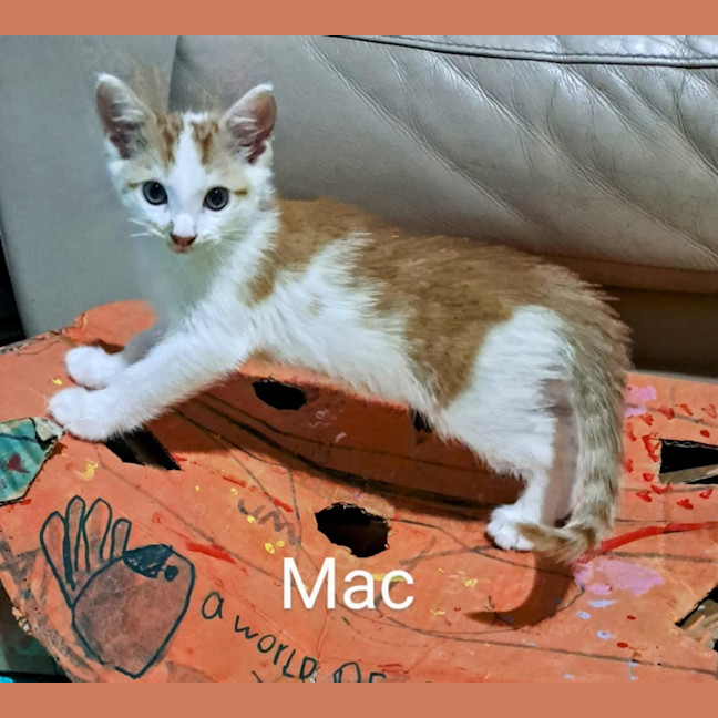 Photo of Mac