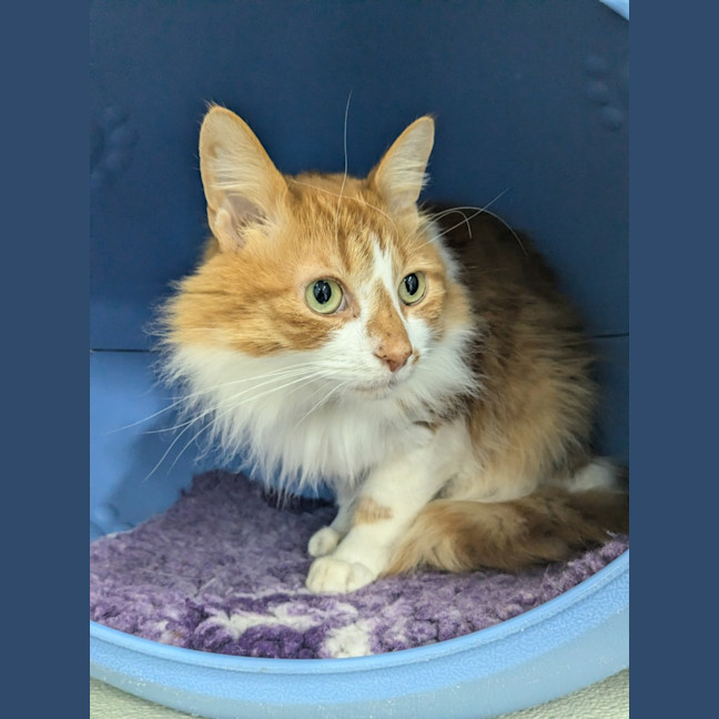 Photo of 🍩 Hector 5427 🍩