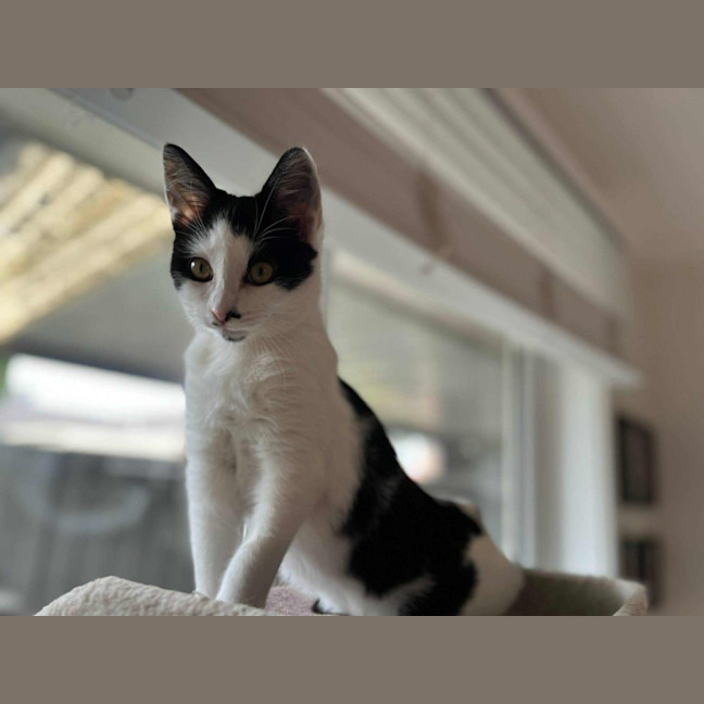 Photo of Plankton   Located In Frankston