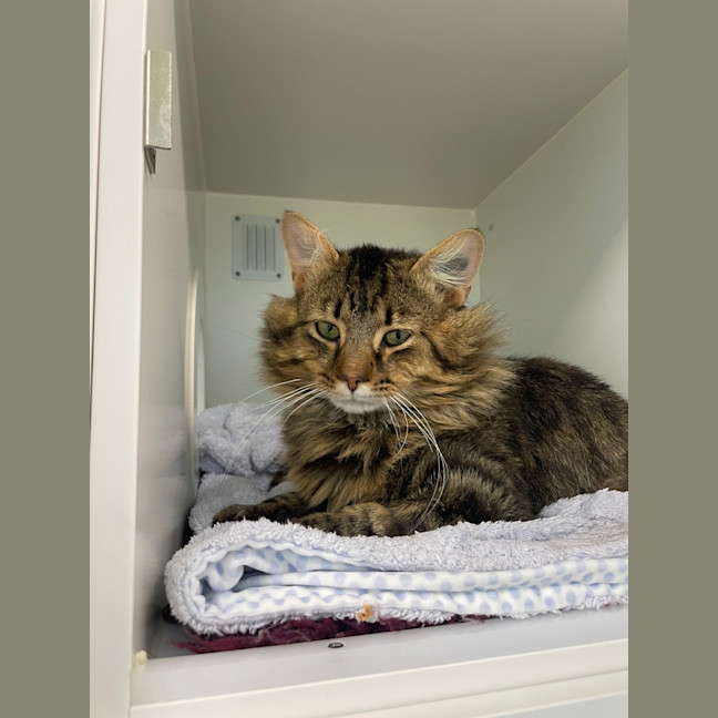 Photo of Oliver