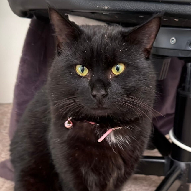 Photo of Catsby