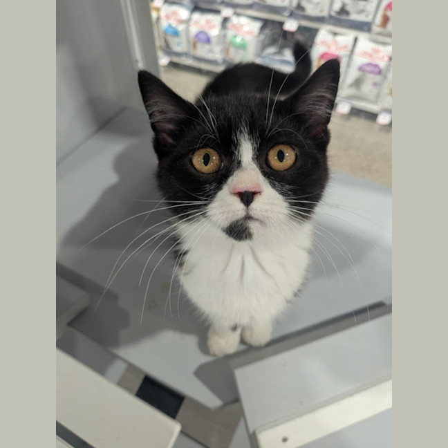 Photo of Artemis 