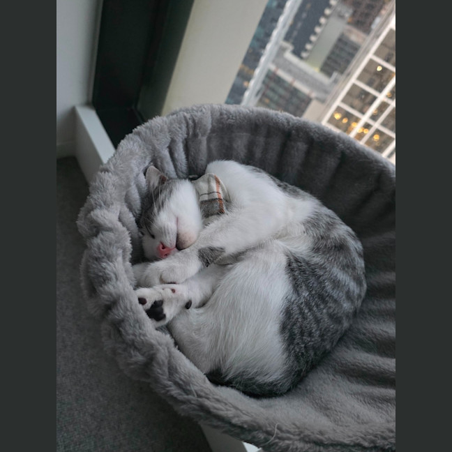 Photo of Cassian   In Foster Care In Melbourne
