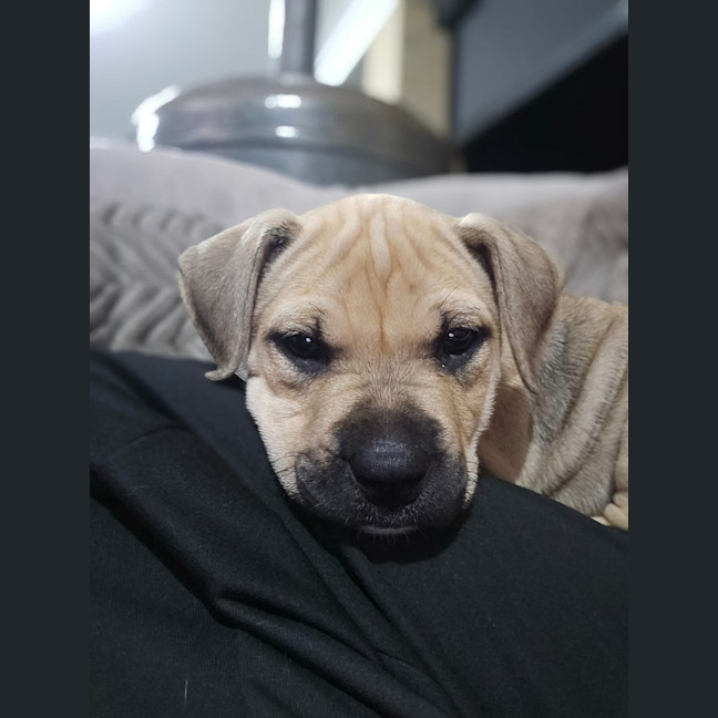 Photo of Krill Karen