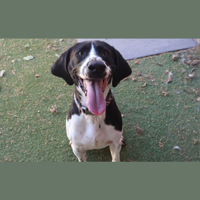 Photo of Maverick