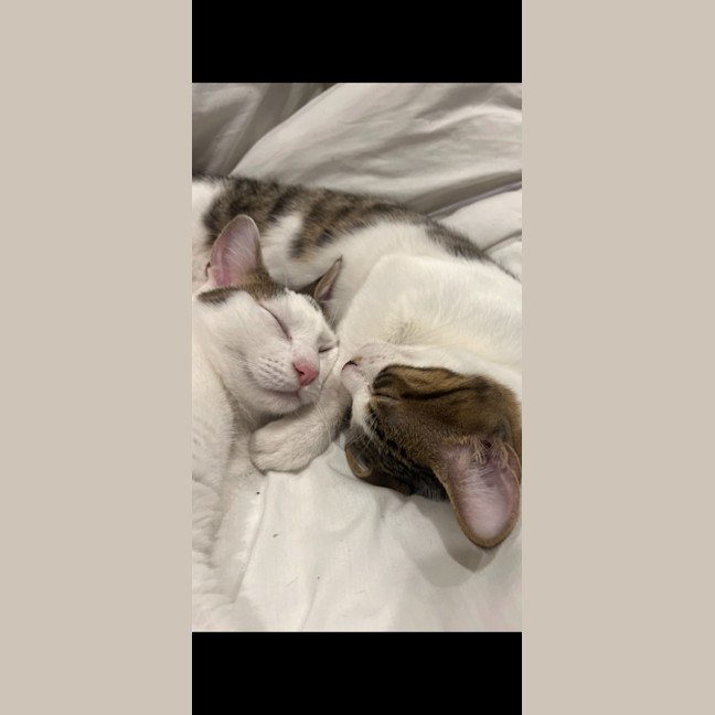 Photo of Lulu