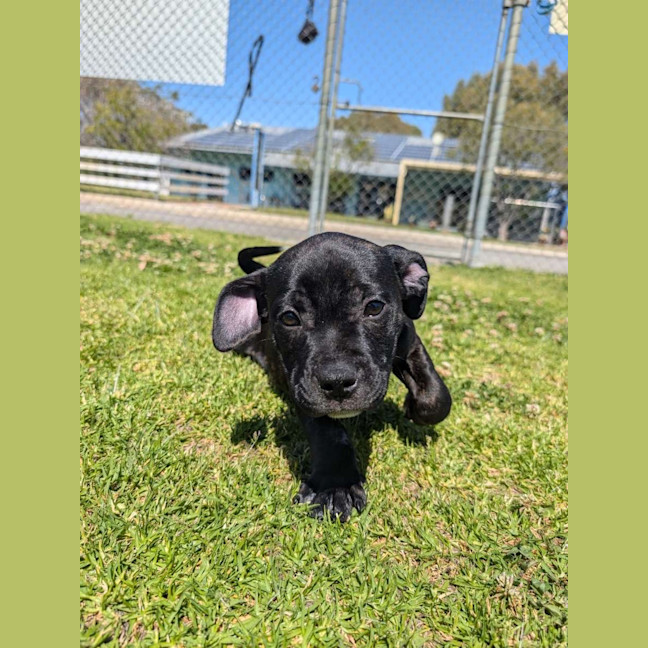 Photo of Louie