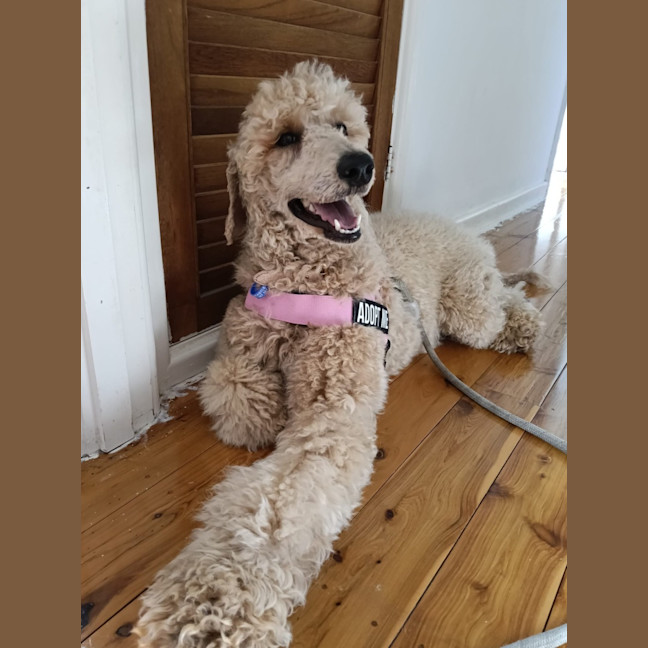 Photo of Paris   1 Year Old Poodle