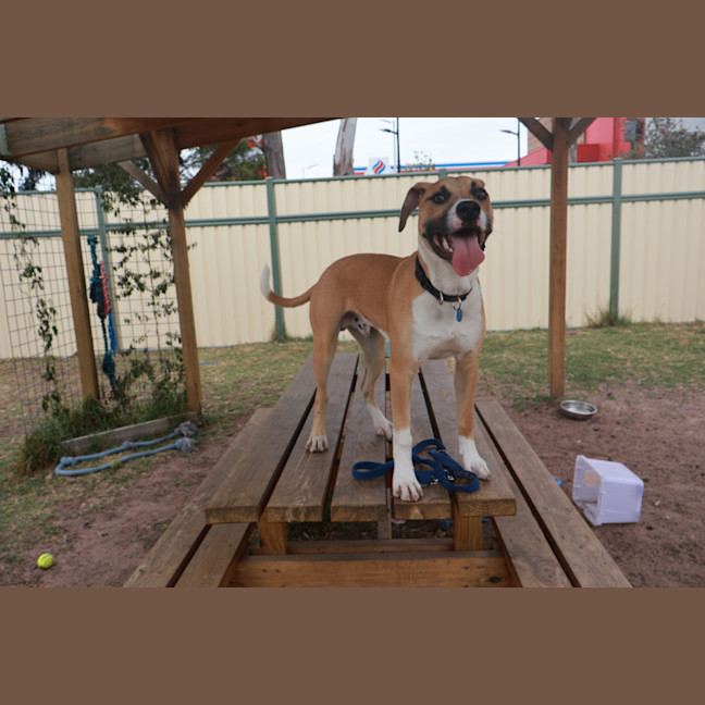 Photo of Dudley