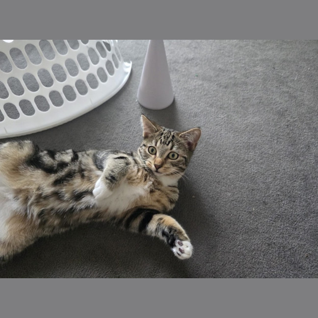 Photo of Taz
