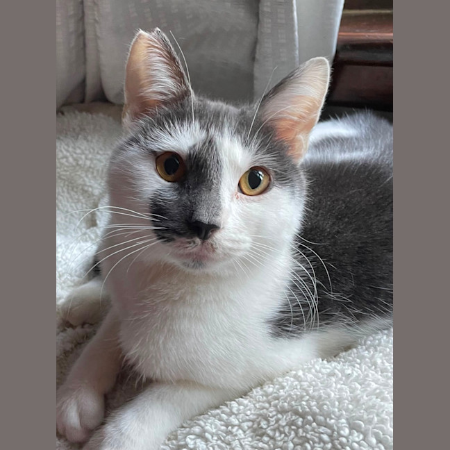 Photo of Freckles And Patches 