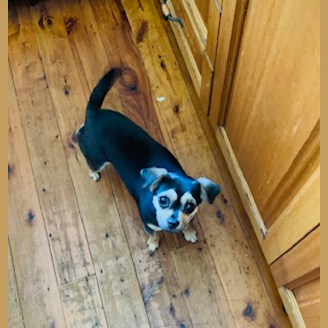 Photo of Bean   1 Year Old Chihuahua X