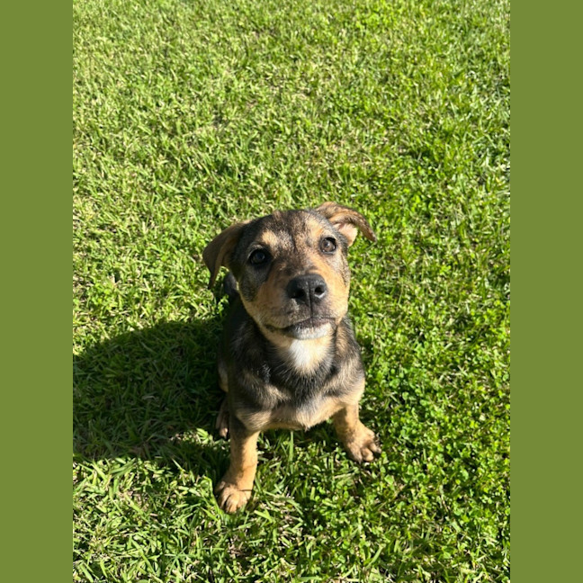 Photo of Nala