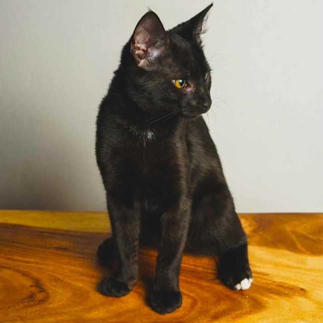 Photo of Blackie