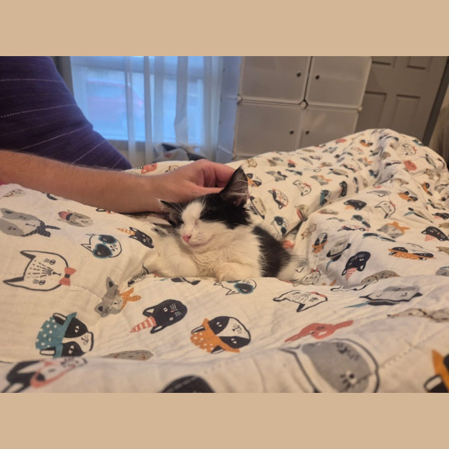 Photo of Henry *9 Lives Project Rescue*