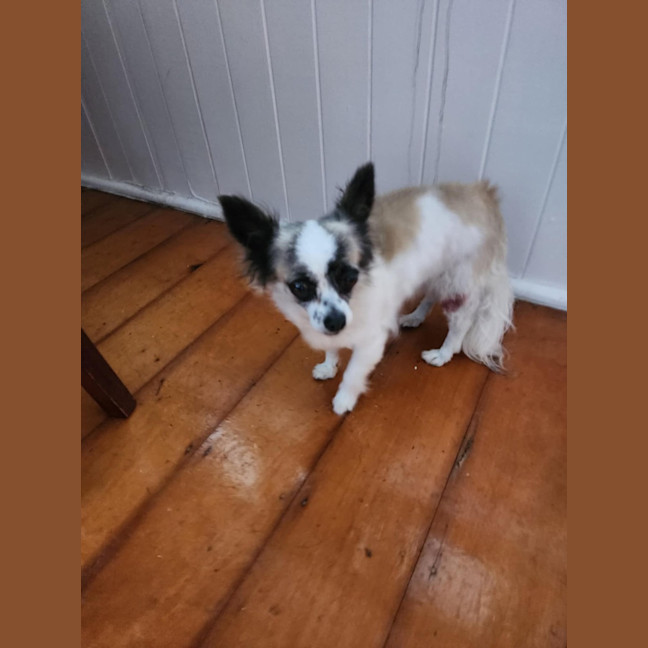 Photo of Meeka And Nugget