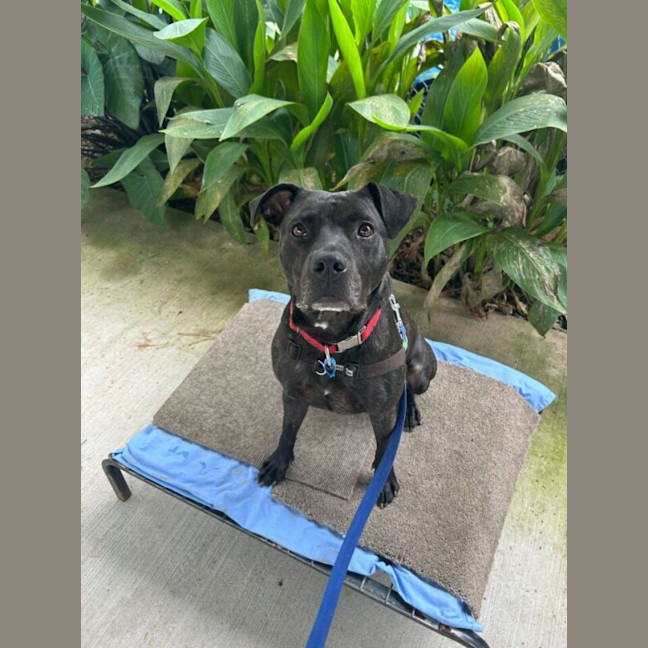 Photo of Koda
