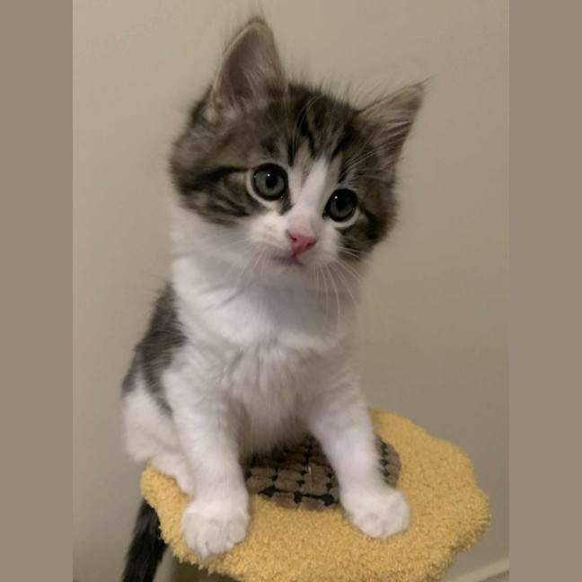 Photo of Pippa 