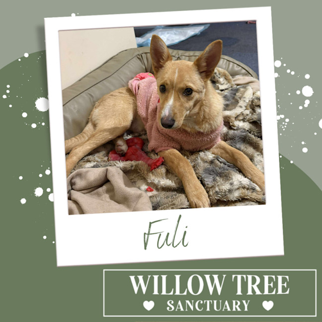 Photo of Fuli