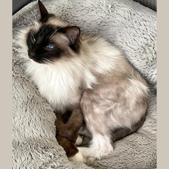 Photo of Olli Gorgeous / Ollie The Ragdoll