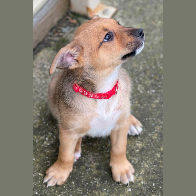 Photo of Pappardelle