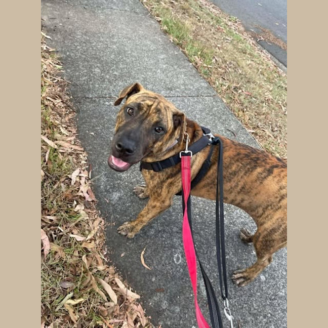 Photo of Spring Roll