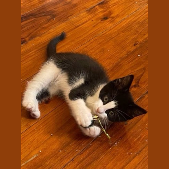 Photo of Bashful