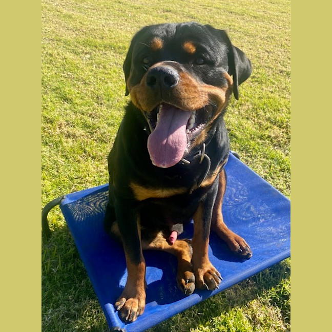 Photo of Bruno