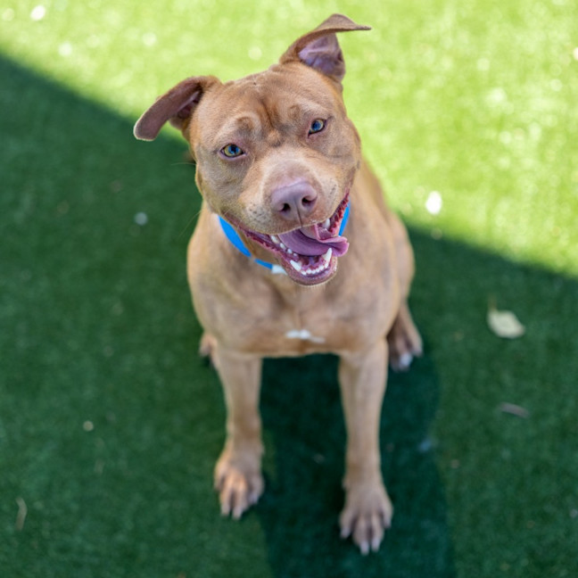 Photo of Butternut Imp 2387