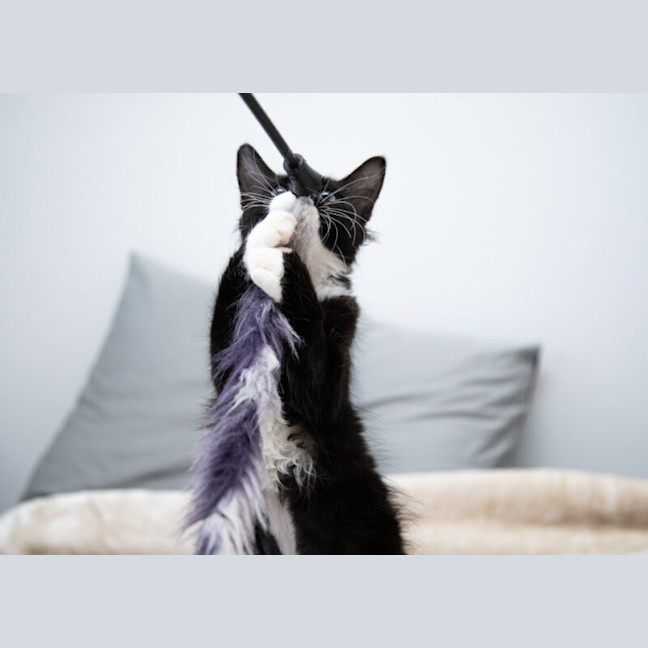 Photo of Seraphine