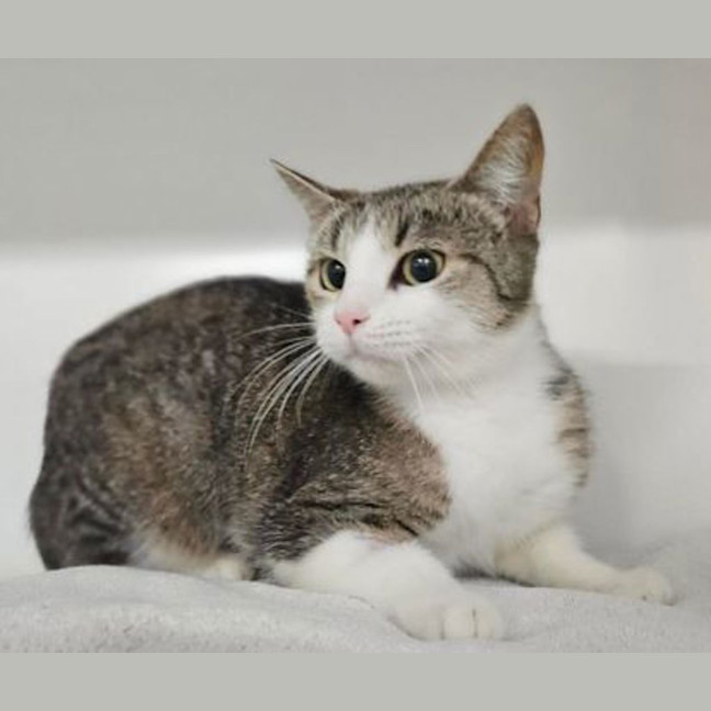 Photo of Honey