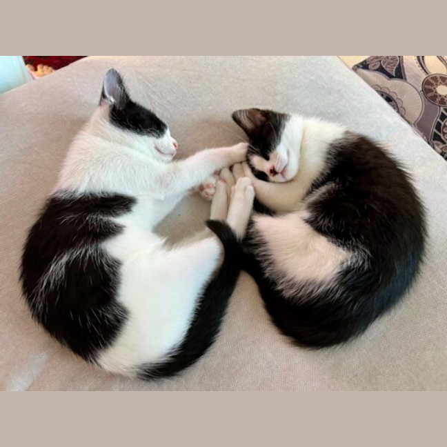 Photo of Copy And Paste