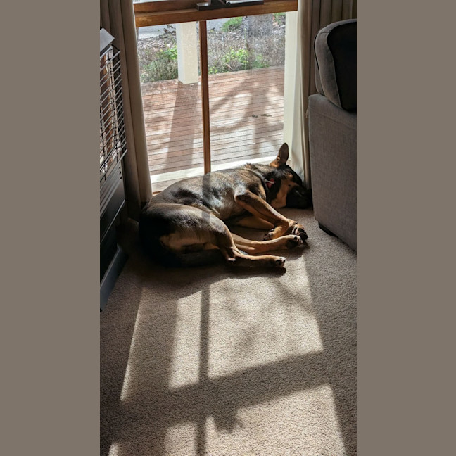 Photo of Jambo