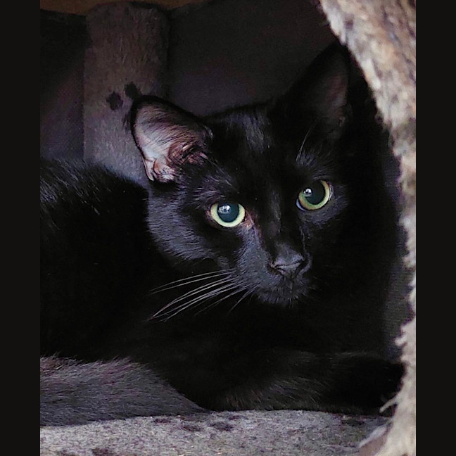 Photo of Bagheera