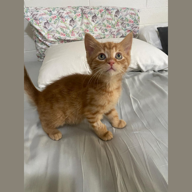 Photo of Hercules   Located In Ashwood