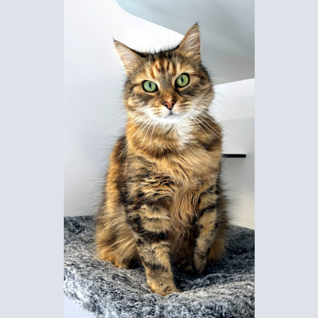 Photo of Ginger Sua013074