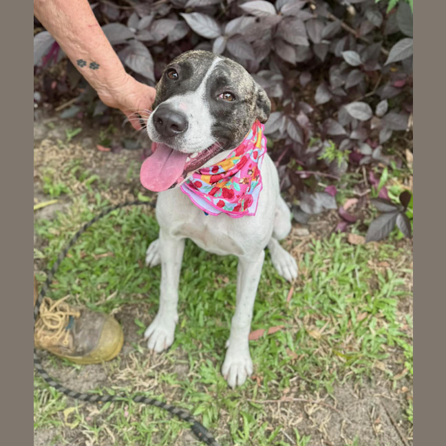 Photo of Tia *$250 Adoption Fee*