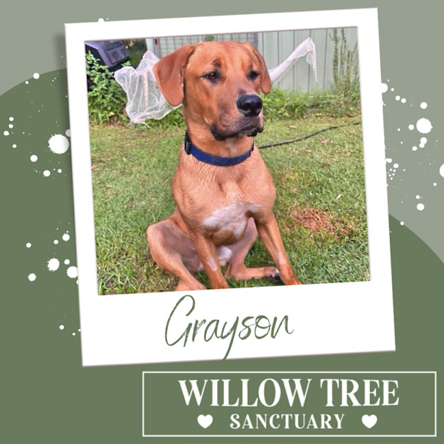Photo of Grayson