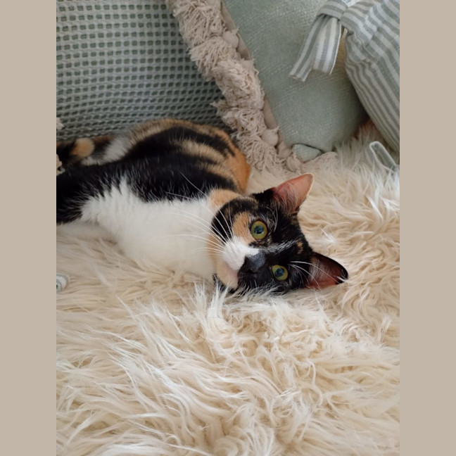 Photo of Tilly Now At Pet Quarters Glendale