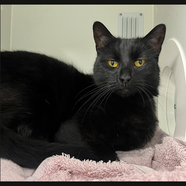Photo of Luna