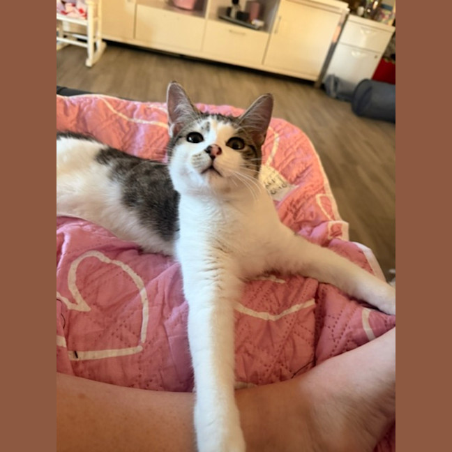 Photo of Archer