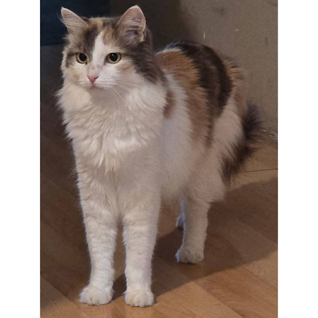 Photo of 7595   Miley