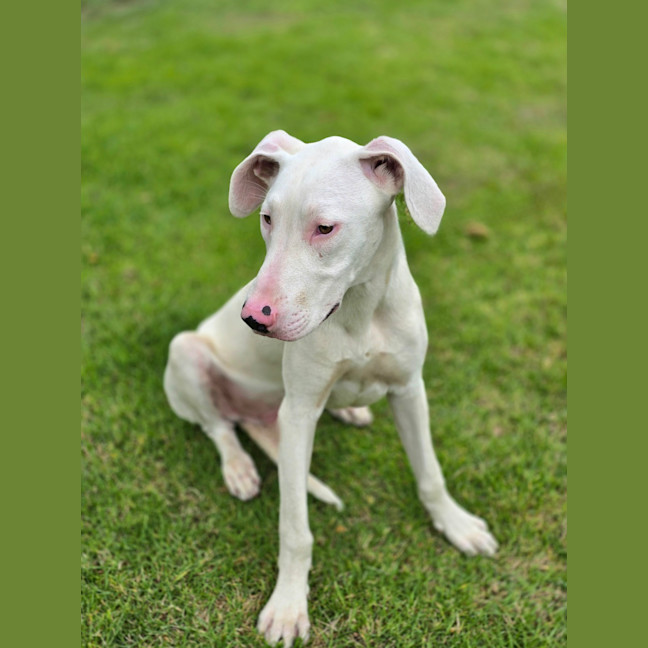 Photo of Ghost